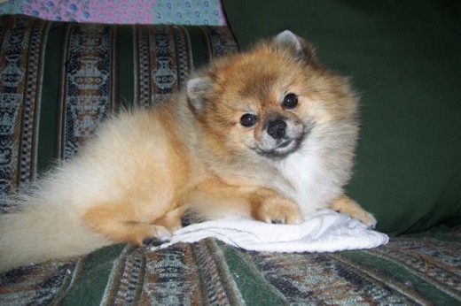 Chaplin de Reytuan, hijo de De Reytuan Spice Boy de Uele y Saya de Reytuan.
Él es un dulce de leche!!! Chaplin de Reytuan, hijo de De Reytuan Spice Boy de Uele y Saya de Reytuan.
Él es un dulce de leche!!!